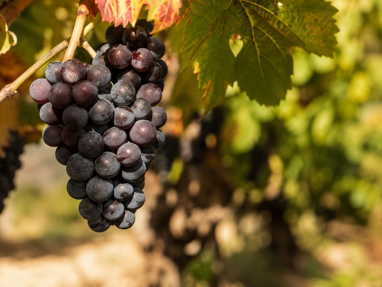 Saperavi grapes hanging on the vine at golden hour